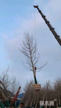 15公分美国红枫