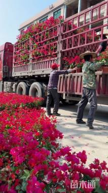 高度200厘米三角梅