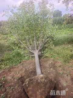 12公分绚丽海棠