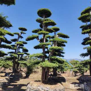 50公分造型小叶女贞