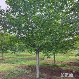 11公分染井吉野樱