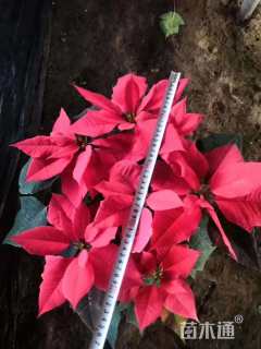 高度40厘米一品红