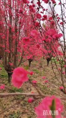 15公分龙柱碧桃