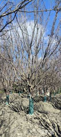 15公分绚丽海棠