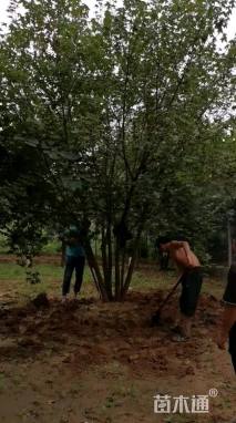 高度700厘米丛生茶条槭