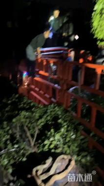 高度380厘米茶花