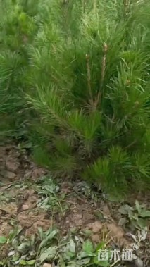 高度120厘米黑松小苗