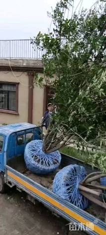 高度600厘米丛生白蜡