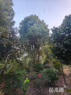 60公分(2杆)丛生香樟