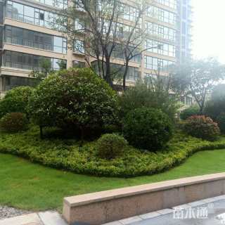 高度800厘米黄杨