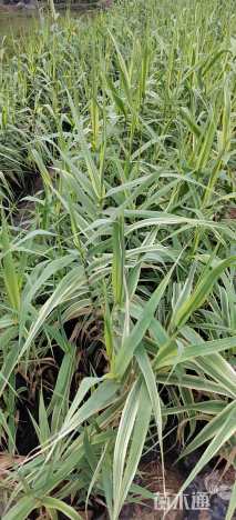 高度60厘米花叶芦苇