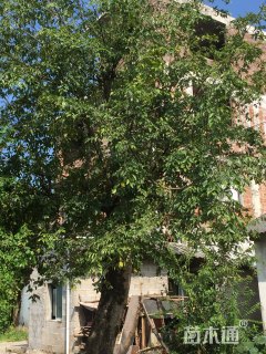 38公分朴树