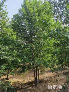 30公分(2杆)丛生娜塔栎