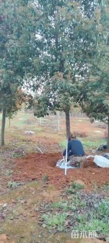 14公分高杆红叶石楠