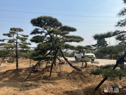 20公分造型油松