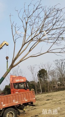 22公分黄山栾树