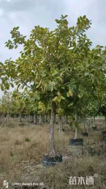 高度550厘米富贵榕