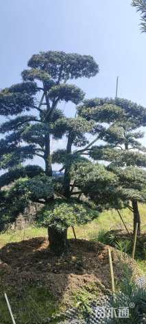 移栽苗造型罗汉松