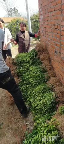 高度30厘米高山黄杨