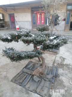 13公分造型龙柏