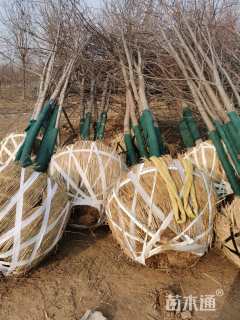 20公分美国红枫