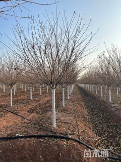 10公分高杆染井吉野樱
