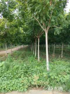 10公分栾树