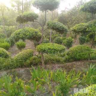 高度25厘米胶东卫矛