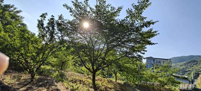 25公分染井吉野樱