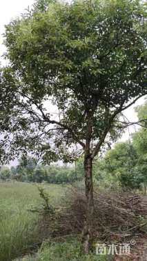 18公分大叶女贞