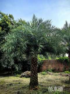 裸干高200厘米中东海枣