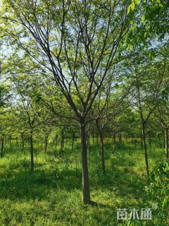 35公分朴树