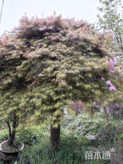 高度350厘米羽毛枫