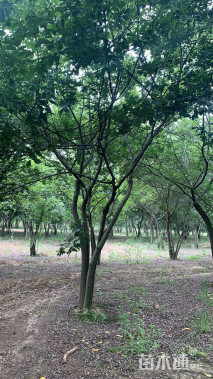 35公分丛生朴树