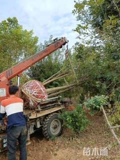 高度750厘米丛生白蜡