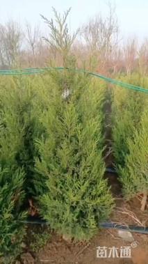 高度190厘米塔柏