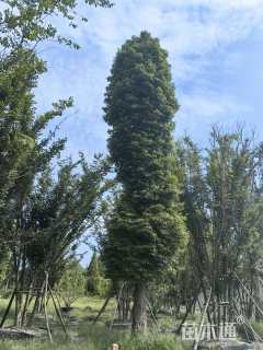 30公分金丝楠木