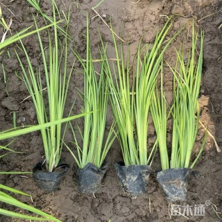 高度28厘米金叶石菖蒲