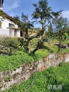 高度2000厘米黄杨