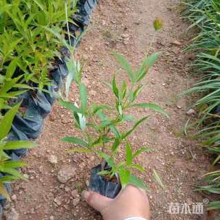 高度30厘米银叶郎德木