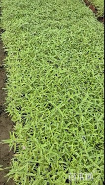 高度20厘米墨西哥鼠尾草