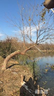 20公分造型乌桕