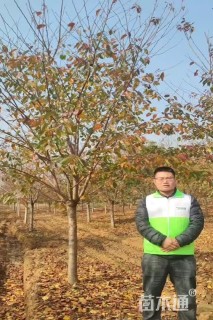 18公分高杆染井吉野樱