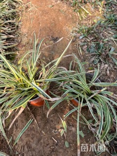 高度20厘米金边阔叶麦冬