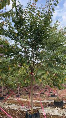 高度600厘米宫粉紫荆