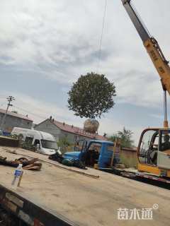 19公分八棱海棠