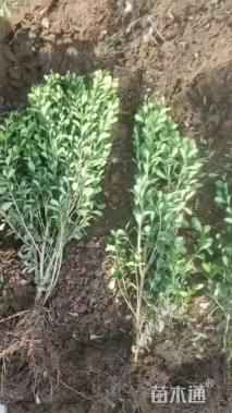 高度30厘米瓜子黄杨