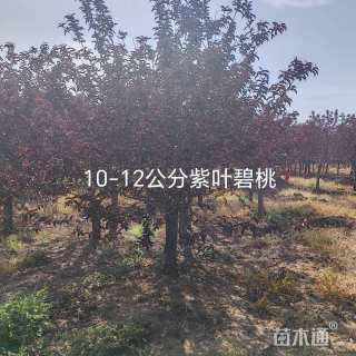 10公分紫叶碧桃