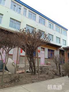 高度30厘米牡丹