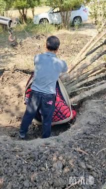 高度600厘米丛生三角枫